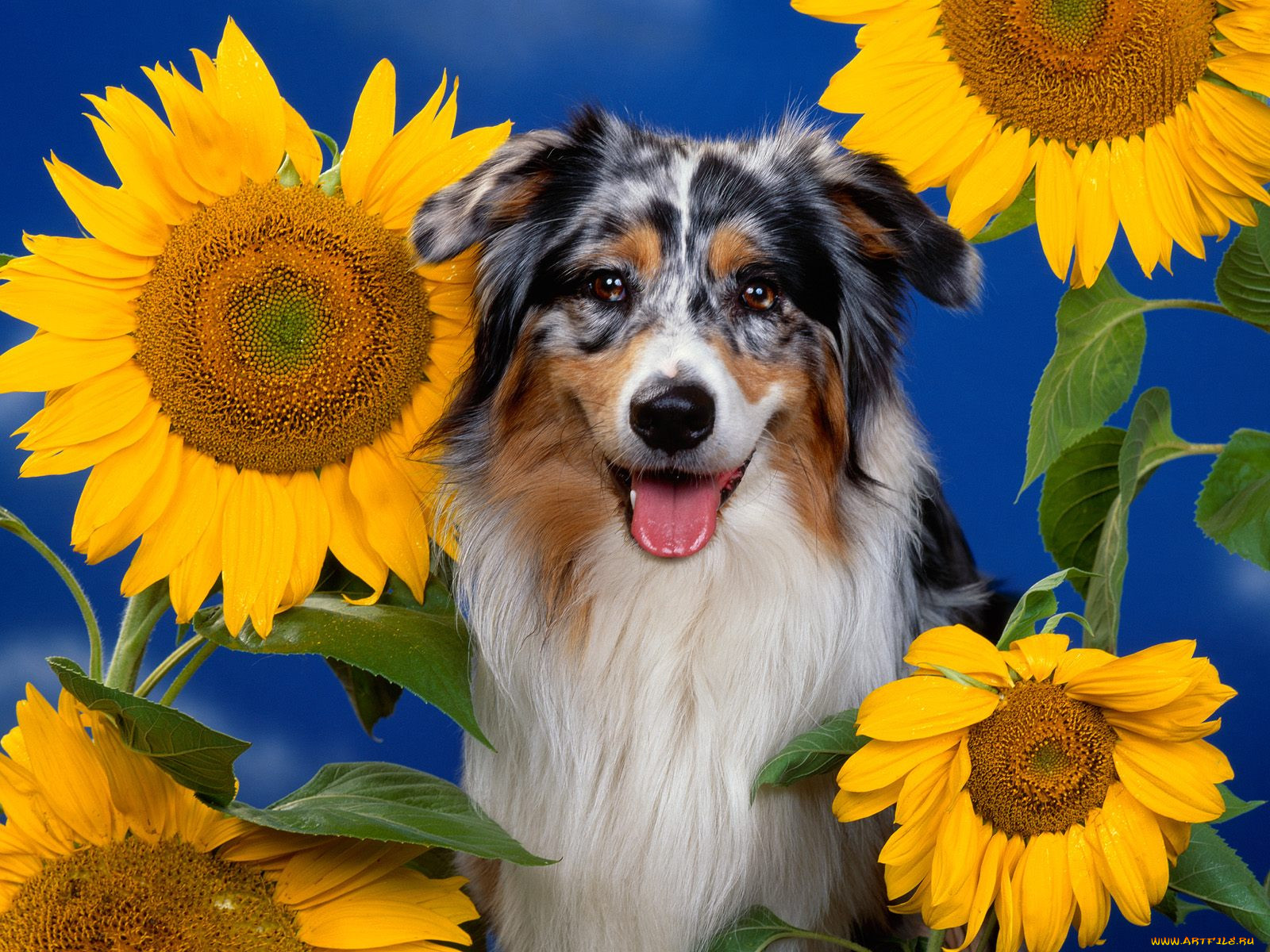 australian, shepherd, , 